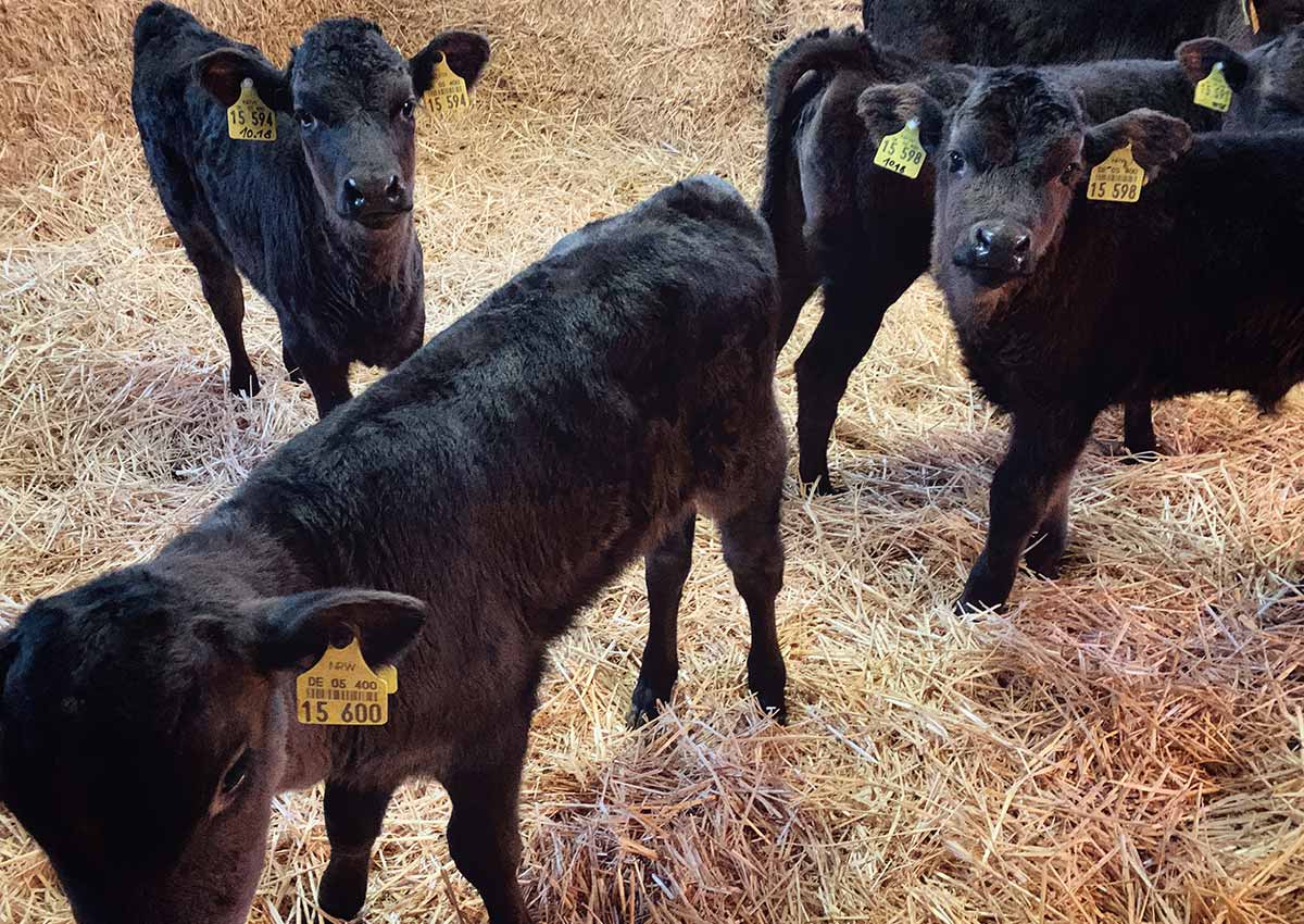 Wagyu Kälber aus eigener Zucht im Stroh auf dem Hof Schroeder