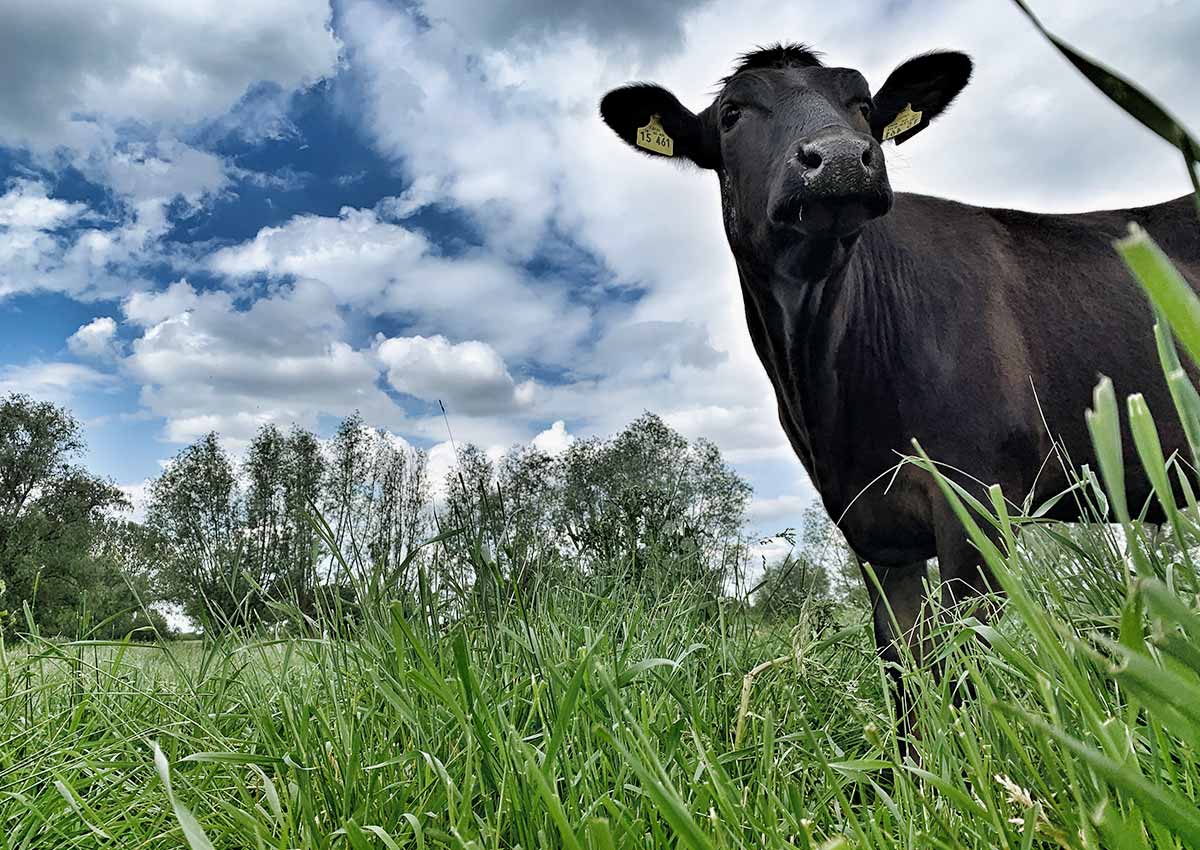 Das Wagyu Rind schaut über die Weide im Naturschutzgebiet Bienen