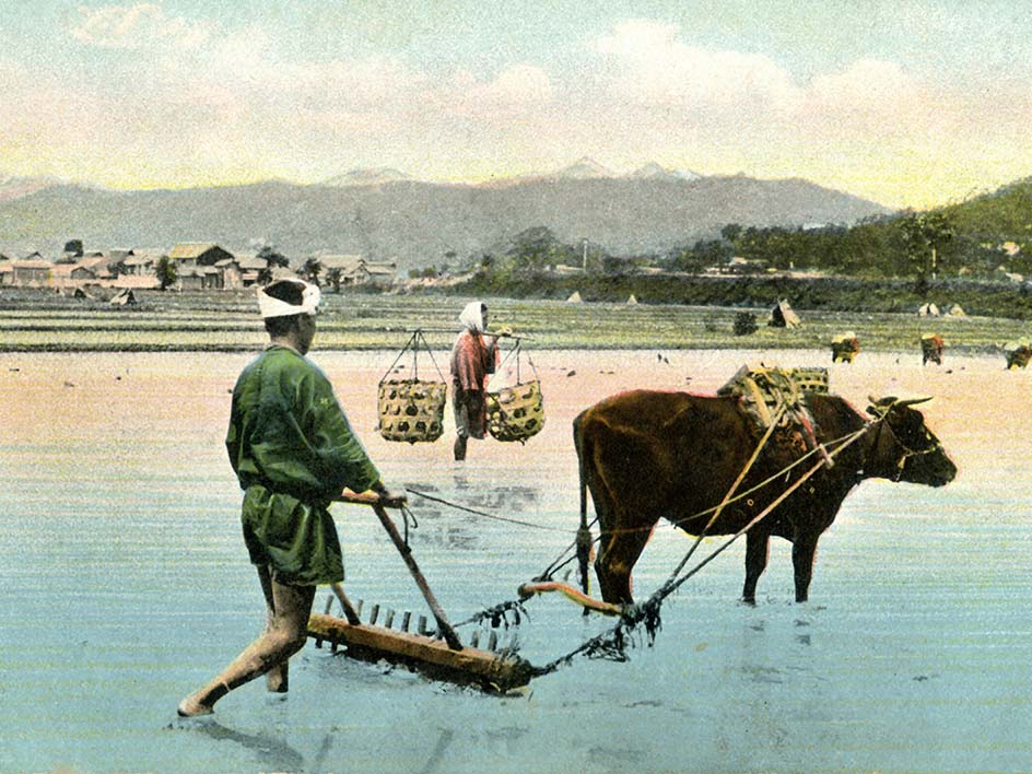 wagyu_historie_japan_kobe Das Wagyu als Arbeitstier auf einem Reisfeld in Kobe, Japan